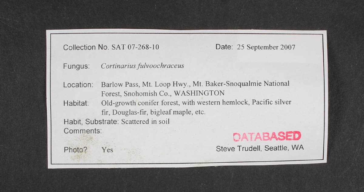 Cortinarius fulvoochrascens image