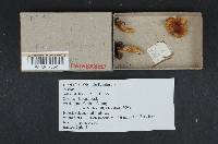 Russula pelargonia image