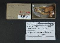 Chroogomphus tomentosus image