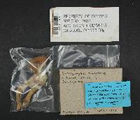 Chroogomphus tomentosus image