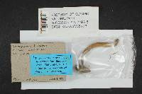 Chroogomphus tomentosus image