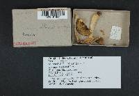 Russula occidentalis image