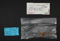 Entoloma sericellum image