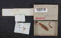Dermocybe idahoensis image