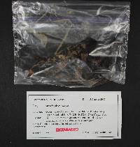 Sarcodon fuscoindicus image