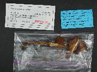 Cortinarius collinitus image