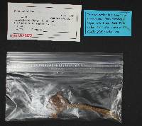 Boletus chrysenteron image