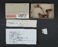 Dermocybe idahoensis image