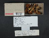 Cortinarius clandestinus image