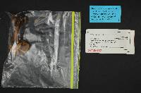 Boletus rubripes image