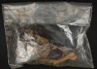 Russula xerampelina image