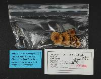 Pholiota decorata image