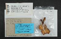 Cantharellus formosus image