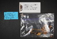 Inocybe rimosa image