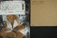 Cantharellus subalbidus image