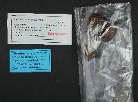 Cortinarius montanus image