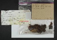 Tricholoma virgatum image