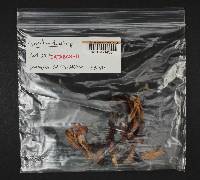 Lyophyllum decastes image