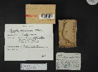 Media resource of Leucoagaricus sericifer