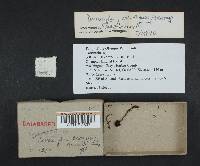 Dermocybe aurantiobasis image