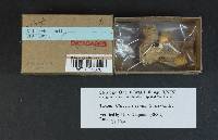 Rhodocybe popinalis image