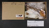 Phaeocollybia ammiratii image