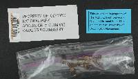 Cortinarius paragaudis image