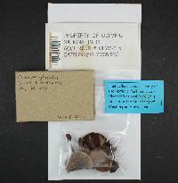 Clitocybe glacialis image