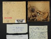 Media resource of Leucoagaricus glabridiscus