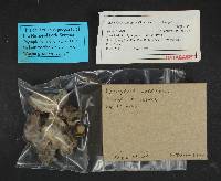 Leucocybe connata image