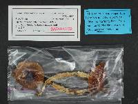 Cortinarius vanduzerensis image