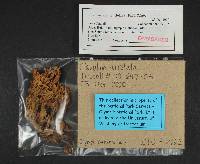 Clavulina coralloides image
