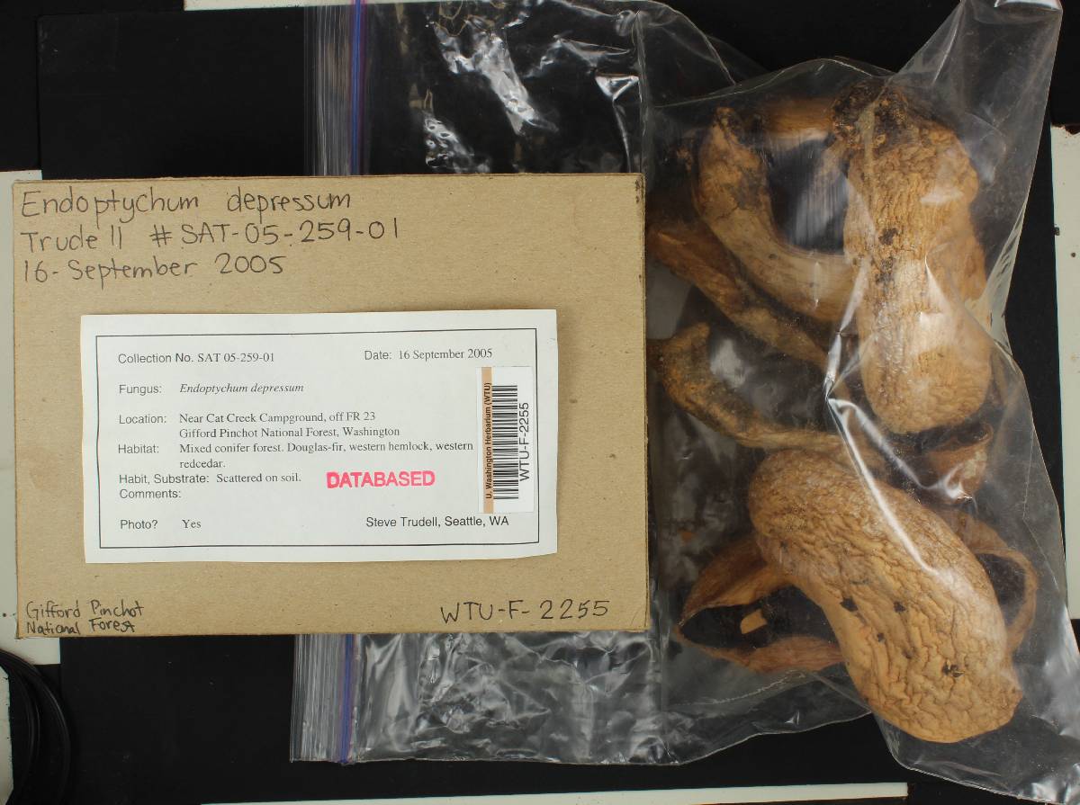 Agaricus inapertus image