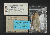 Clavulina coralloides image