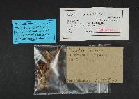 Clavulina coralloides image