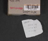 Inocybe lacera image