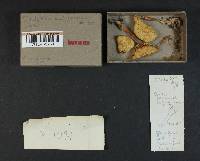 Rhodocollybia butyracea image