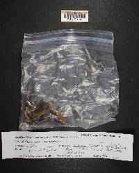 Phaeocollybia spadicea image