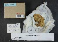 Clitopilus prunulus image