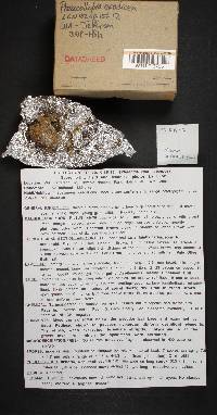 Phaeocollybia spadicea image