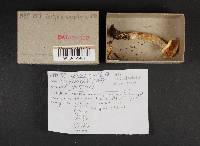 Rhodocollybia maculata image