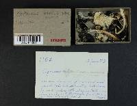 Coprinopsis nivea image