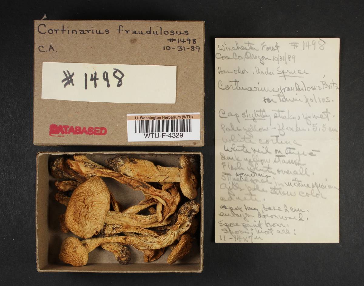 Cortinarius fraudulosus image