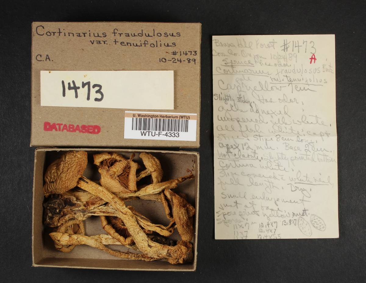 Cortinarius fraudulosus var. tenuifolius image