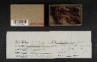 Cortinarius semisanguineus image