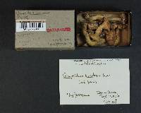 Chroogomphus tomentosus image