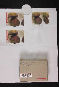 Boletus pulcherrimus image