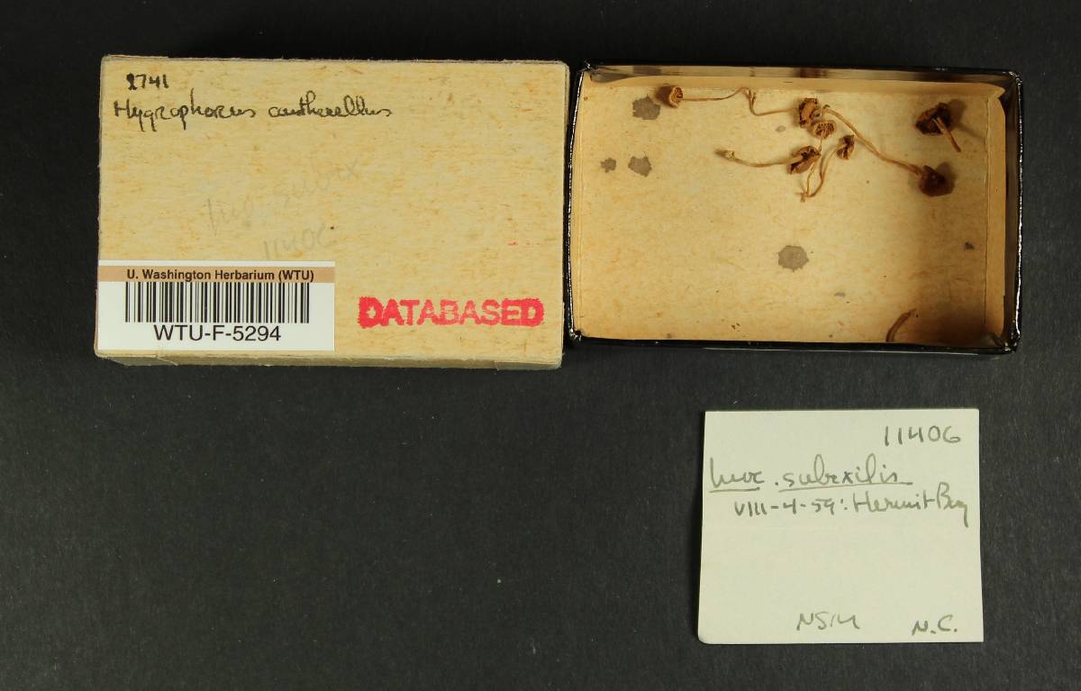 Inocybe subexilis image