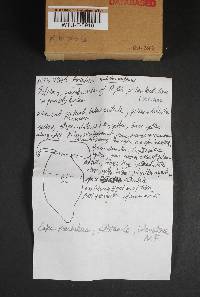 Boletus subtomentosus image