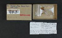 Chroogomphus tomentosus image